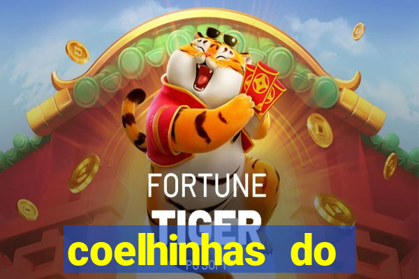 coelhinhas do brasil recife